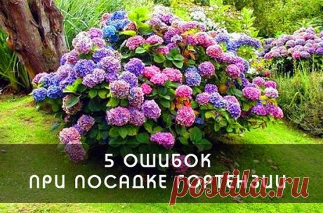 Гортензия в горшке