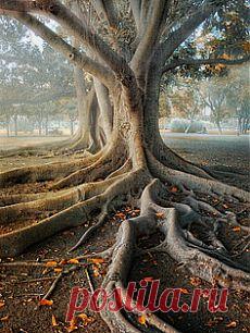 легенда о дереве