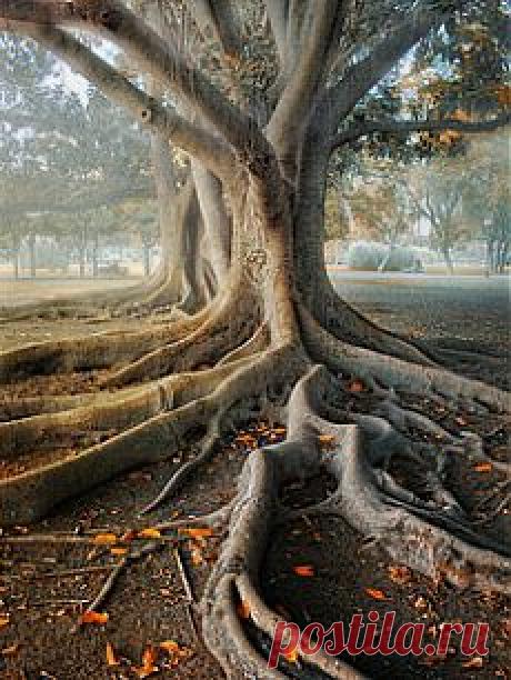 легенда о дереве