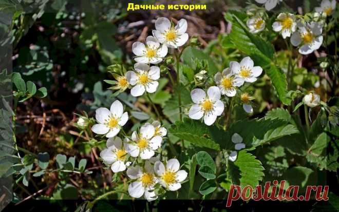 Самое важное в уходе за клубникой во время цветения: как во время цветения покармливать, ухаживать и защищать клубнику от долгоносика | Дачные истории | Дзен