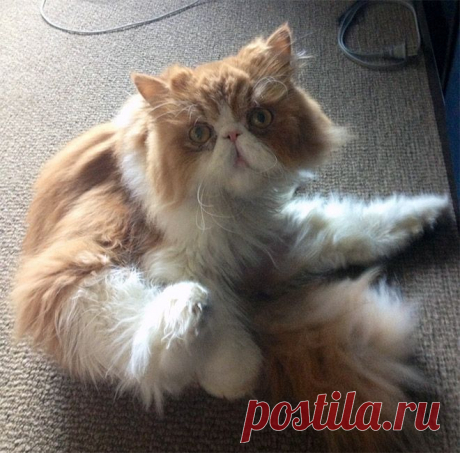 Уморительные фотографии котов, пойманных во время вылизывания своих причиндалов