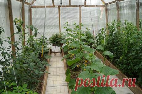 Важные особенности выращивания овощей в теплицах
