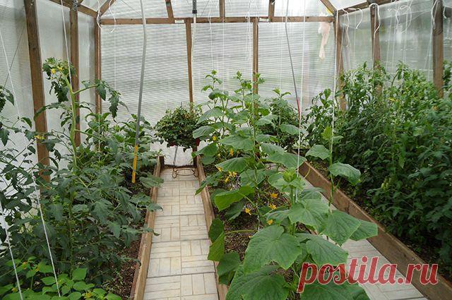 Важные особенности выращивания овощей в теплицах