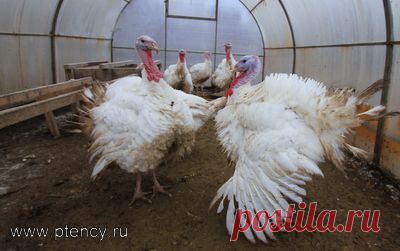 Продажа Кур несушек, Цыплят, Петухов, Кроликов, Индюшек