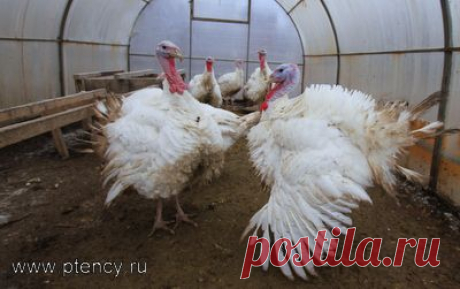 Продажа Кур несушек, Цыплят, Петухов, Кроликов, Индюшек