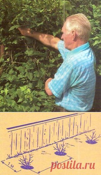 Как увеличить урожай чёрной смородины - Сады Сибири