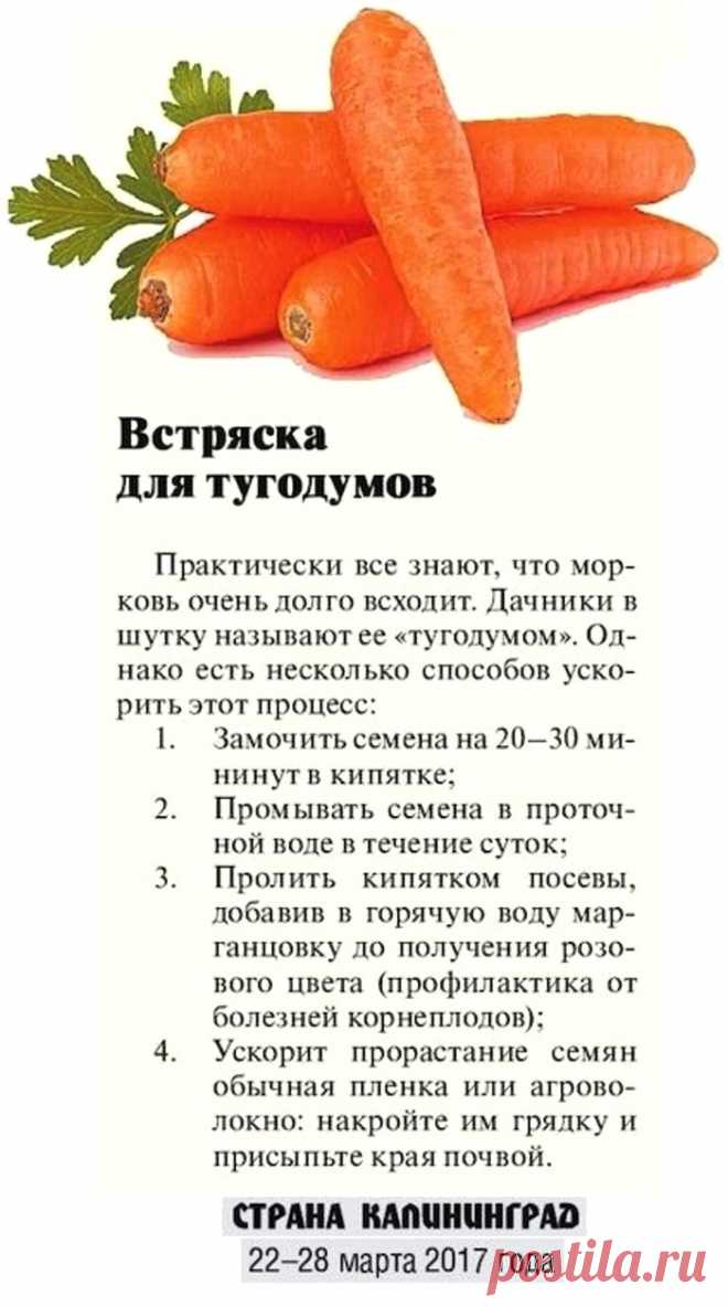 Чтобы морковь быстрее всходила