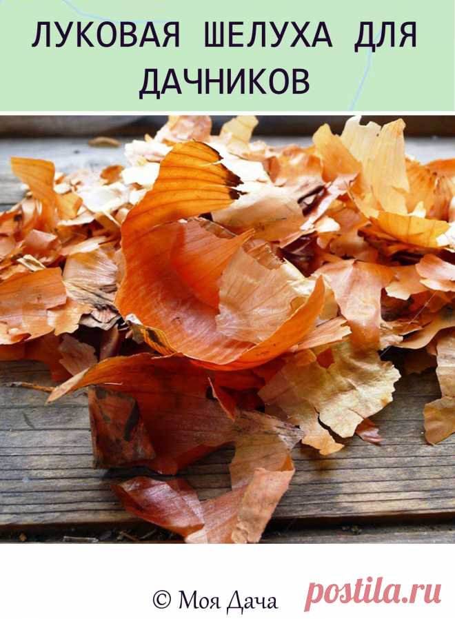 ЛУКОВАЯ ШЕЛУХА ДЛЯ ДАЧНИКОВ👍

Луковая шелуха — один из резервов повышения урожайности. Её отвар содержит полный набор таблицы Менделеева: кальций, калий, марганец, магний, железо, медь, селен, хром, бор, медь и т.д. Шелуха убивает патогенную микрофлору в почве, одновременно подкармливает растение микроэлементами. Действует на растения, как настойка женьшеня на человека. Отвар и настой стимулируют рост растений. Они становятся более устойчивыми к болезням и вредителям.