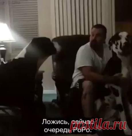 Ольга Томина on Twitter “Когда твой пес ворчун и ревнивец!))) https://t.co/SC9nVmaLzo”