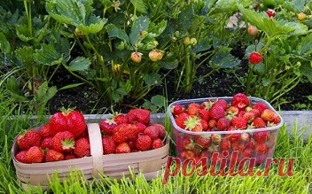 Клубника. Борьба за урожай