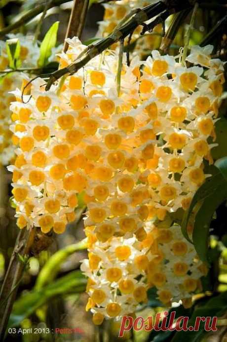 **Hawaiian Orchids | *