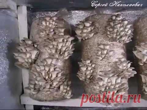 Полный курс выращивания собственного мицелия.