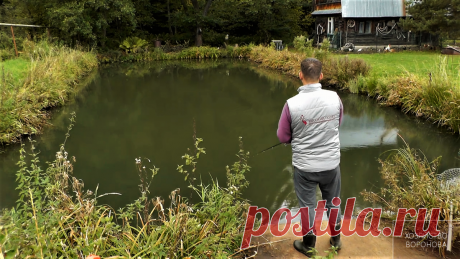 Мой маленький пруд 25 лет спустя | Хозяйство Воронова | Яндекс Дзен