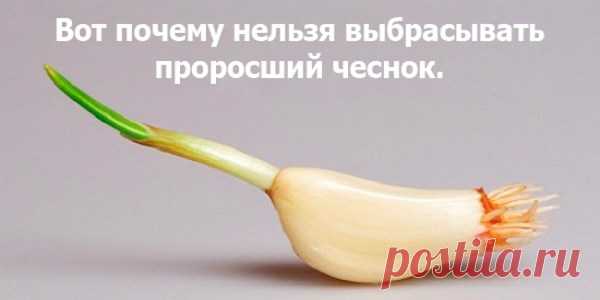 Не вздумайте выбрасывать проросший чеснок. Вам будет интересно узнать это… — Копилочка полезных советов
