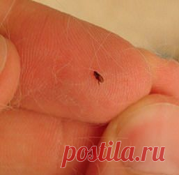 Блохи в квартире - как вывести блох - Сосед-Домосед