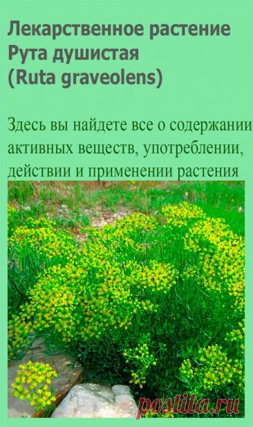 Лекарственное растение Рута душистая (Ruta graveolens). Многолетнее крепкое голое растение высотой до 50 см с очень острым, долго сохраняющимся запахом. Стебель разветвленный. Листья очередные, двояко- или троякоперистые, сизо-зеленые, с более или менее яйцевидными маленькими сегментами.