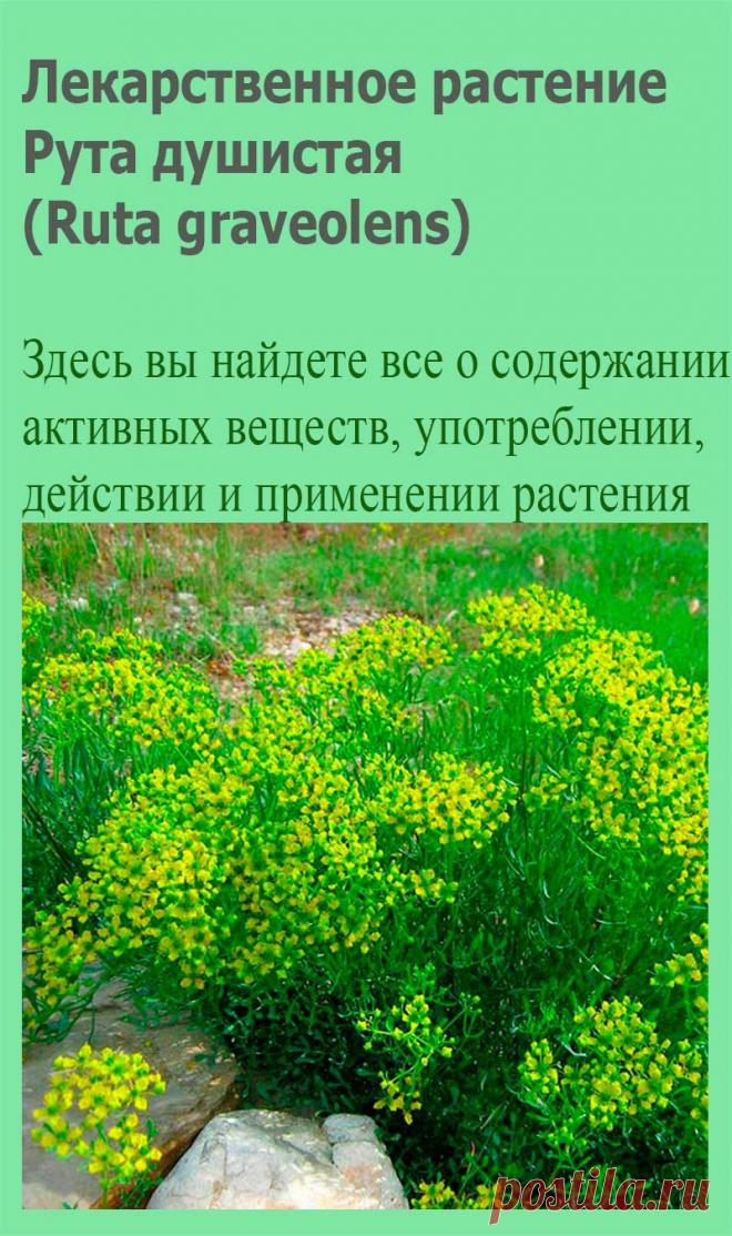 Лекарственное растение Рута душистая (Ruta graveolens). Многолетнее крепкое голое растение высотой до 50 см с очень острым, долго сохраняющимся запахом. Стебель разветвленный. Листья очередные, двояко- или троякоперистые, сизо-зеленые, с более или менее яйцевидными маленькими сегментами.