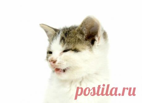 Ринотрахеит у кошек - чем он опасен и как его лечить | Лапа помощи | Яндекс Дзен