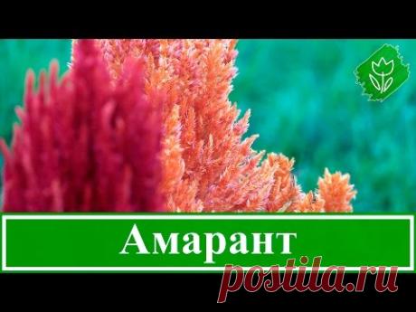 Цветок амарант – посадка и уход, выращивание амаранта; вред и польза амаранта