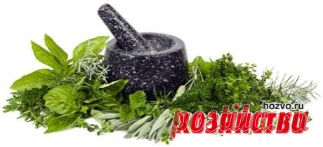 Если зелень ты жуёшь –  точно долго проживёшь!