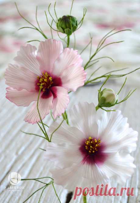 Cosmos Close Up