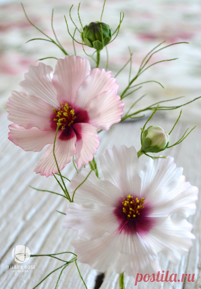 Cosmos Close Up