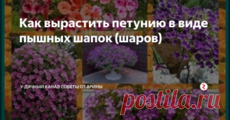 Как вырастить петунию в виде пышных шапок (шаров) Методика выращивания красивых кустов петунии. Главным методом. чтобы кусты петунии стали пышными. является...