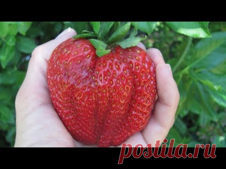 УСПЕЙТЕ СДЕЛАТЬ ЭТО С КЛУБНИКОЙ ПРЯМО СЕЙЧАС!