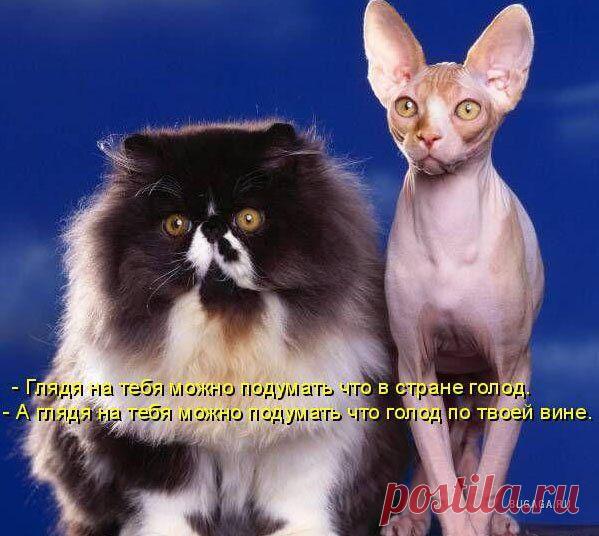 В омут с головой (котоматрица) | Обхохочешься