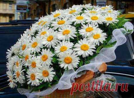 Ах, ромашки! Цветы луговые...золотисто-белый дурман... Вы как души чьи-то святые, как целительный сердцу бальзам.
