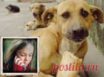 «Мы кричали, но люди разбегались, как тараканы!!!» Двух детей спасла… свора бродячих собак Их было восемь… Услышав такую историю, поневоле задумаешься о том, что многие животные гораздо более человечны, чем некоторые люди…

В начале марта две девочки-ростовчанки, девяти и шестнадцати лет, шли за продуктами в магазин. В руках, кроме пакетов, сёстры держали мобильники, на которых время от