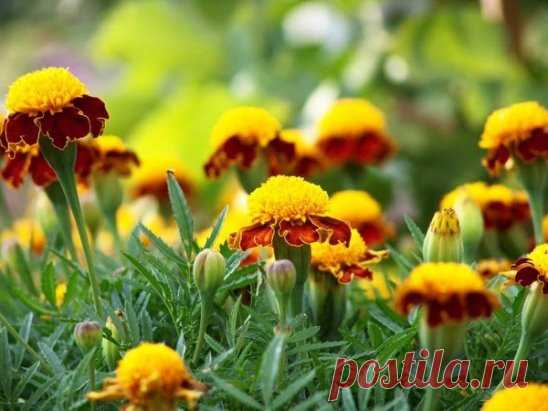 Бархатцы в народной медицине
Для профилактики болезней поджелудочной железы, сахарного диабета, для укрепления сосудистой стенки и нервной системы обязательно попробуйте лекарства с бархатцами !
Рецепт №1.
1 цветок бархатца вместе с семенами измельчить и заварить в 1 стакане кипятка. Принимать по 1/4 стакана 3-4 раза в день.
При панкреатите с частыми приступами по 1 ст. ложке каждые 1-2 часа.
Рецепт №2.
При витилиго, нейродермите, псориазе, ухудшении зрения и выпадении волос.
8 цветков зали