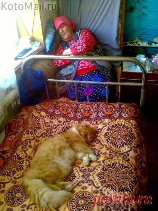 Кот в доме хозяин