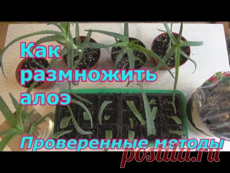 Как правильно размножить и пересадить алоэ (столетник) в домашних условиях. Проверенные способы.