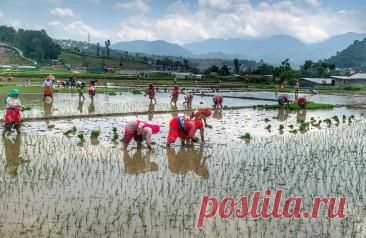 Тхайбинь, место где Вьетнам кормит себя и весь мир
