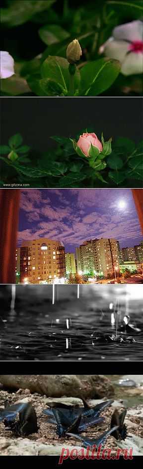 Гифки о природе и животном мире