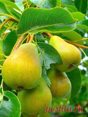 дары природы