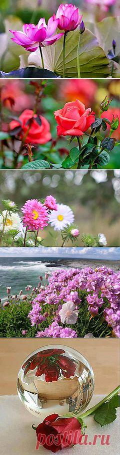 цветы | Фото |