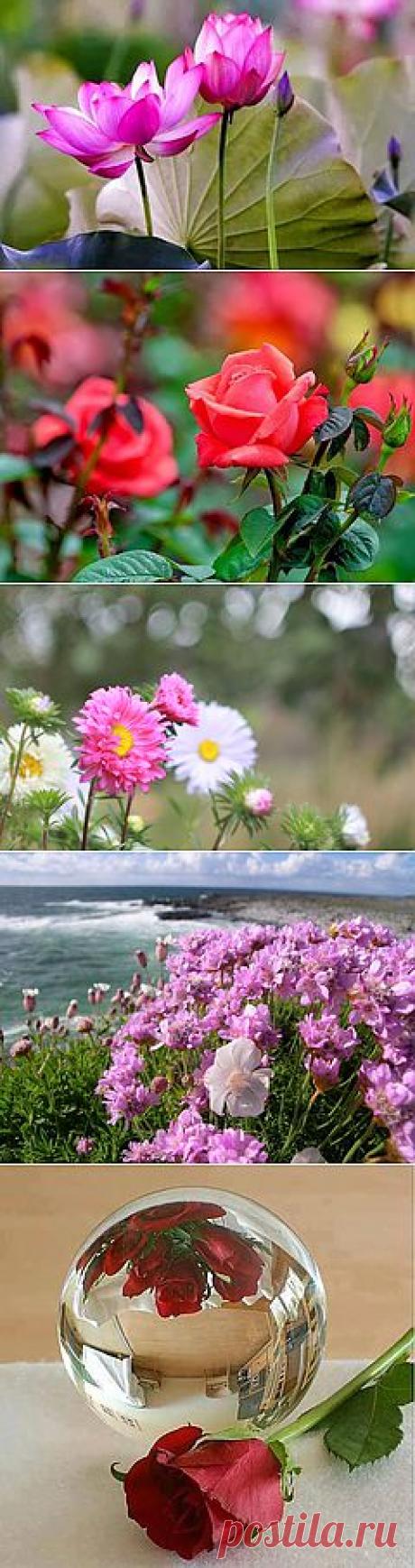 цветы | Фото |