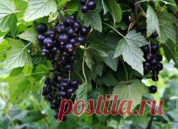 Уход за смородиной после сбора урожая