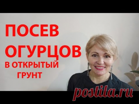 ОГУРЕЦ. Посев огурца в открытый грунт. Сажаем огурцы на даче.