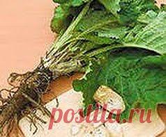 Беспокоят залежи соли | Друг пенсионера
Отложение солей встреча­ется часто. Бедные люди не знают, как бороться с соля­ми, мучаются годами. Я прошла через все это сама.