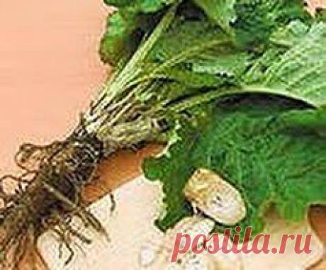 Беспокоят залежи соли | Друг пенсионера
Отложение солей встреча­ется часто. Бедные люди не знают, как бороться с соля­ми, мучаются годами. Я прошла через все это сама.