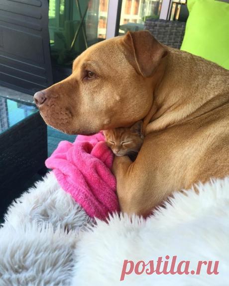 Питбуль, которому подарили котёнка из приюта / Питомцы