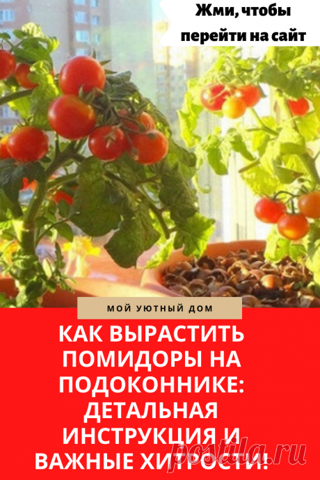 Как вырастить помидоры на подоконнике