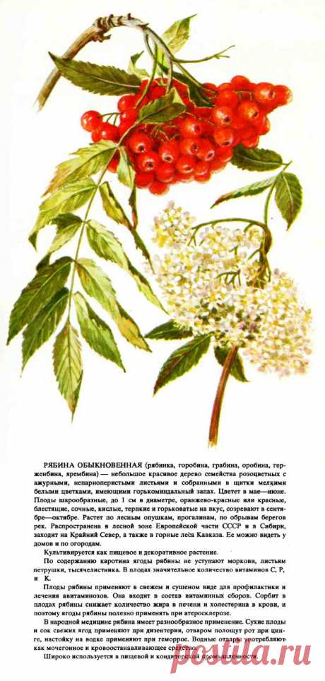 Рябина обыкновенная
