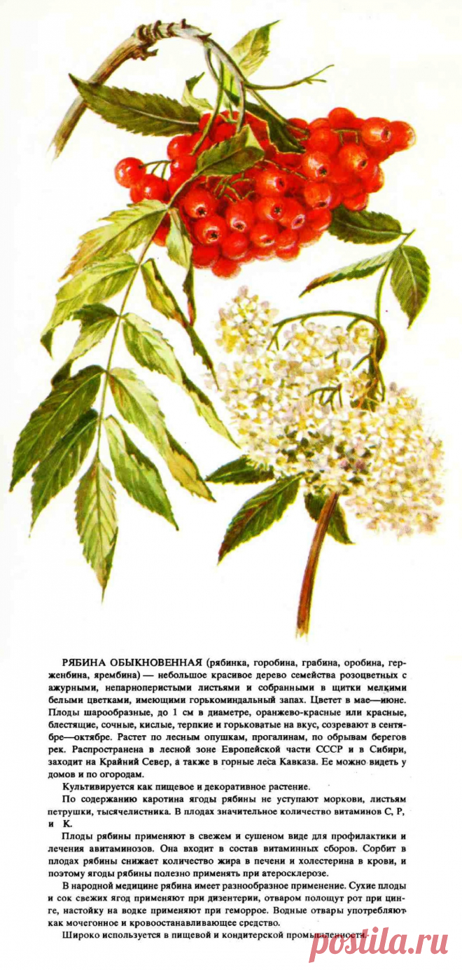 Рябина обыкновенная