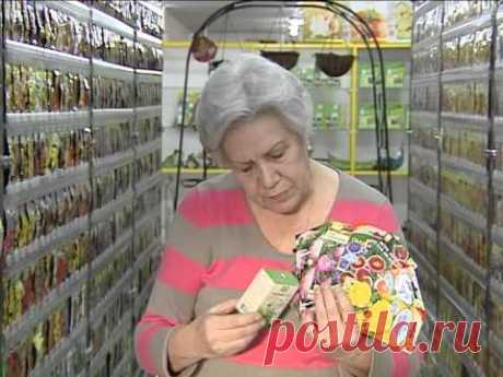 Советы тети Тани. Выбираем астры.