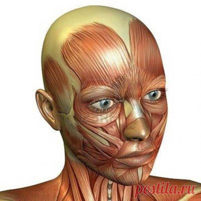 Упражнения-невидимики для подтяжки лица, которые можно делать в любое время в любом месте