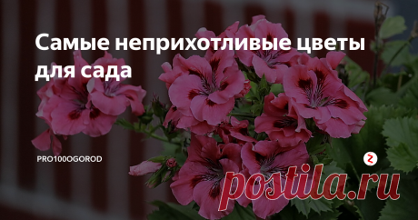 Самые неприхотливые цветы для сада Многие уверены: чтобы превратить садовый участок в привлекательное место, нужны максимум усилий, значительные вложения, свободное время. А что делать тем, у кого нет богатого опыта или возможностей?
Одним из вариантов является высадка растений, не требующих серьезного ухода. Какие неприхотливые цветы посадить в своем саду?
Растения с луковичной корневой системой
Единственная неприятность в процесс